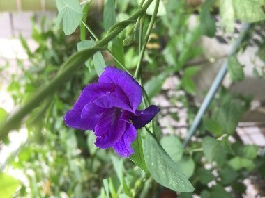 藍花蝶豆 蝶豆花 藍蝶花 藍蝴蝶 蝴蝶藍花種子一份 30顆 今年剛收 發芽率高 Yahoo奇摩拍賣 Line購物