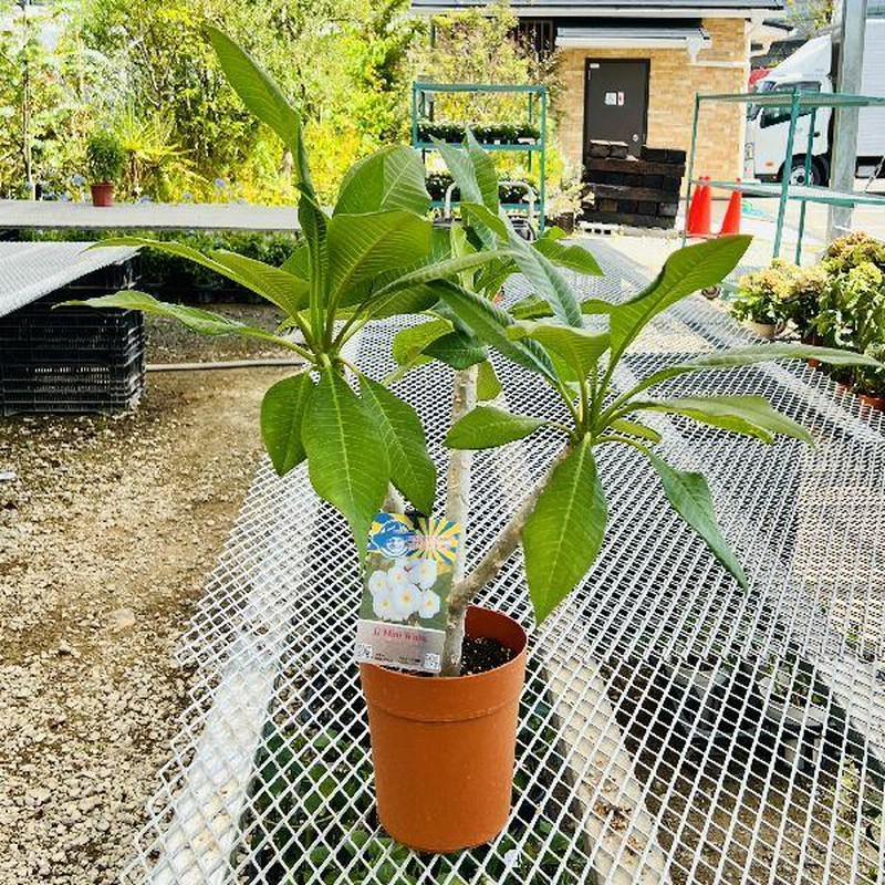 おしゃれ 観葉植物 鉢花：プルメリア*5号 インドソケイ