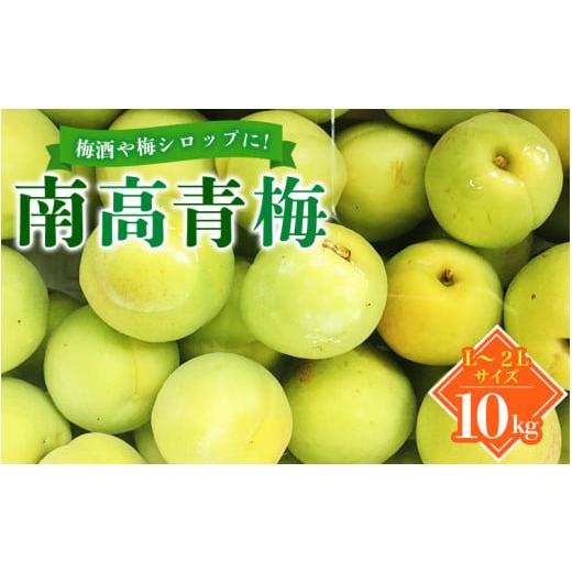 ふるさと納税 和歌山県 紀美野町 L〜2Lサイズおまかせ 紀美野町産 南高青梅 10kg／