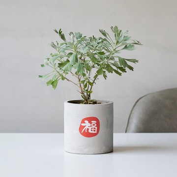 芙蓉 | 守護家宅 避邪 新手友善 新年送禮 喬遷送禮