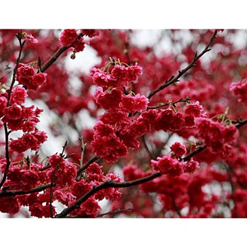 台北旅遊｜賞花齊放～士林官邸公園.陽明山國家公園一日｜中部出發_24TND21N1Y