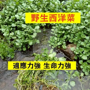 🌱早熟高產（野生西洋菜種子XYC-3）適應力強 生長勢快 早熟品種 豆瓣菜 水田芥菜 易種植 高產陽台盆栽蔬菜種子#葉菜