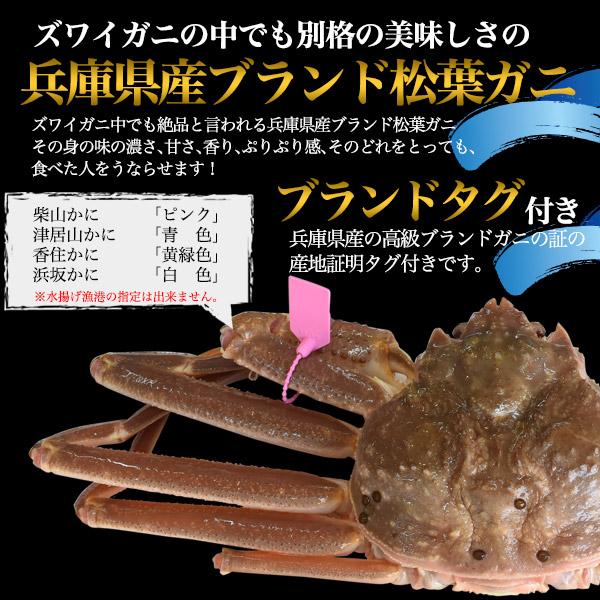 ズワイガニ 生 姿 松葉ガニ 活き 500g×2杯 タグ付き お取り寄せ グルメ 兵庫県産 国産 カニ 蟹 漁港直送 冷蔵便