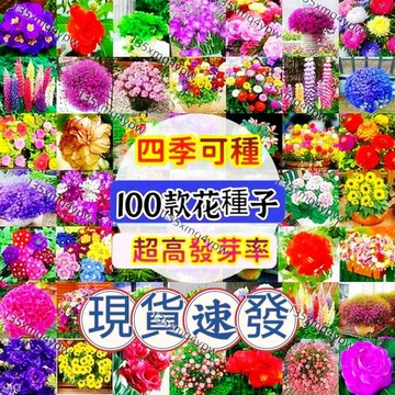 現貨 🌱 熱銷100款花卉種子 （100粒）四季種植 花種子 茉莉花種子易發芽種子小雛菊種子 梔子花蜀葵 繡球 玫瑰花