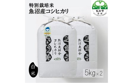 [令和5年産]特別栽培米 魚沼産コシヒカリ（精米）10kg