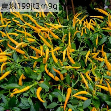 現貨🌶️恰恰辣椒種子（100粒）新種上市 四季種植（微辣）高度約為60CM  高產可觀賞可食用辣椒種子 庭院陽台盆栽種植