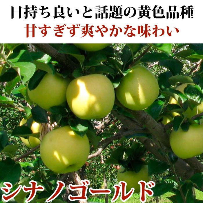 りんご 訳あり 青森県産 シナノゴールド 家庭用 キズあり 3kg  産地直送 産直 自宅用 ワケあり お試し 試食 食べ物 旬の くだもの 果物