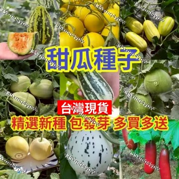🌱現貨💥 【甜瓜種子】（100粒）四季種植 十幾款品種大全玉菇甜瓜羊角蜜種子黃河蜜爬藤瓜果種子庭院陽台耐熱高產發芽率高