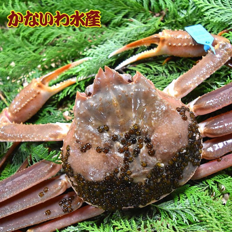 金沢より活発送！最高級！ブランドタグ付き本ズワイガニ (中)