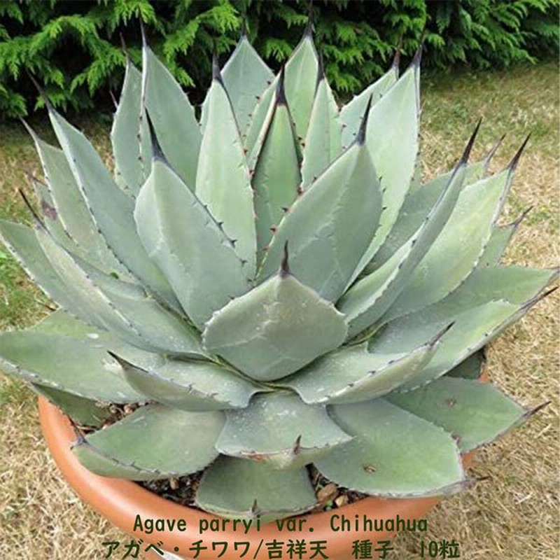 多肉植物 種子 種 Agave Parryi Var Chihuahua アガベ チワワ 吉祥天 メキシコ ツルボラン科 リュウゼツラン属 種子10粒 通販 Lineポイント最大0 5 Get Lineショッピング