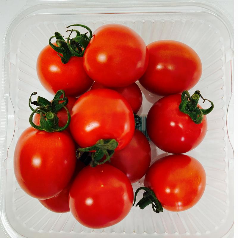九州 熊本産 ミニトマト 約1.2kg 6パック（200g×6）2S〜2L 不揃い (002) 野菜 フルーツ 熊本 食品 旬 トマト