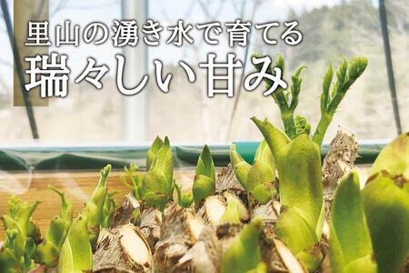 [宮城県角田市産]産地直送 朝採れ山菜　タラの芽　500g