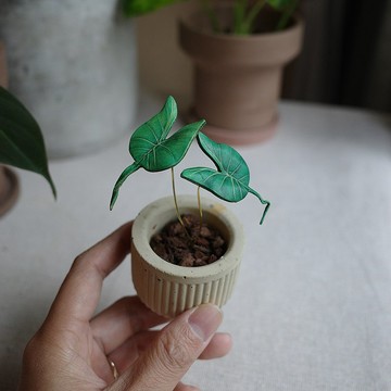 魟魚觀音蓮觀葉植物皮革盆栽