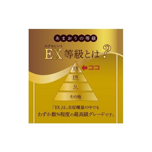 ふるさと納税 福岡県 久留米市  ギフト配送 約450g×2パック EX 福岡県産あまおう〈特別栽培〉