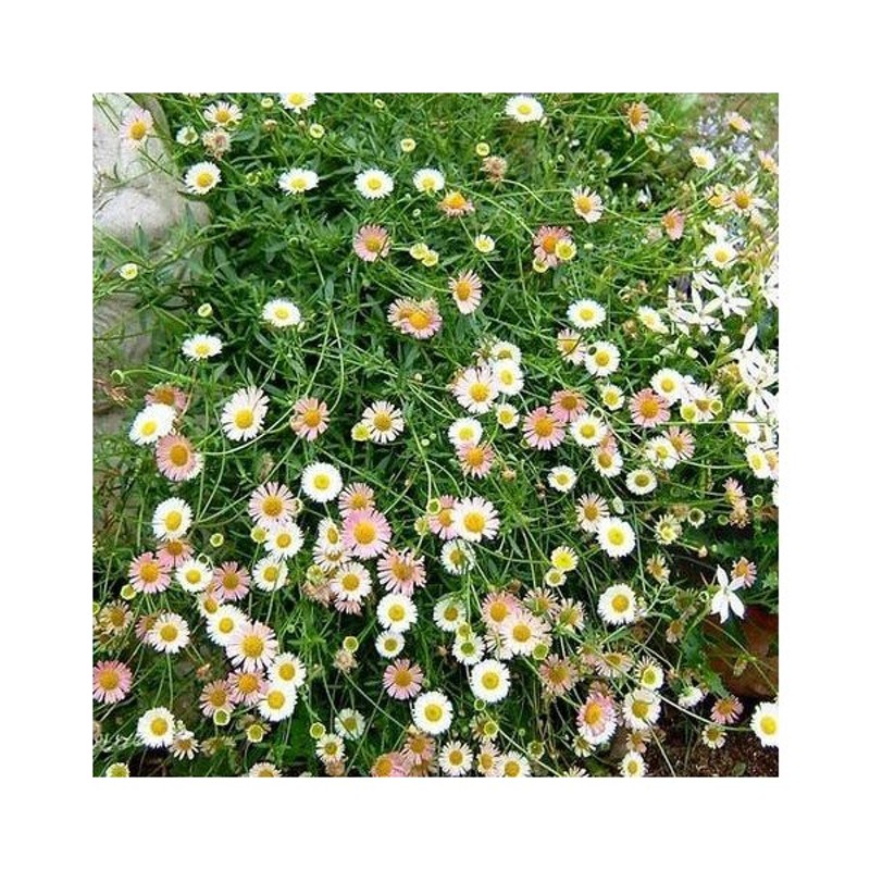 花苗 エリゲロン カルビンスキアヌス 1鉢 3号 通年販売 Erigeron Karvinskianusbi 花苗 苗 秋苗 宿根草 イングリッシュガーデン 花 苗 鉢植え 庭植え 通販 Lineポイント最大0 5 Get Lineショッピング