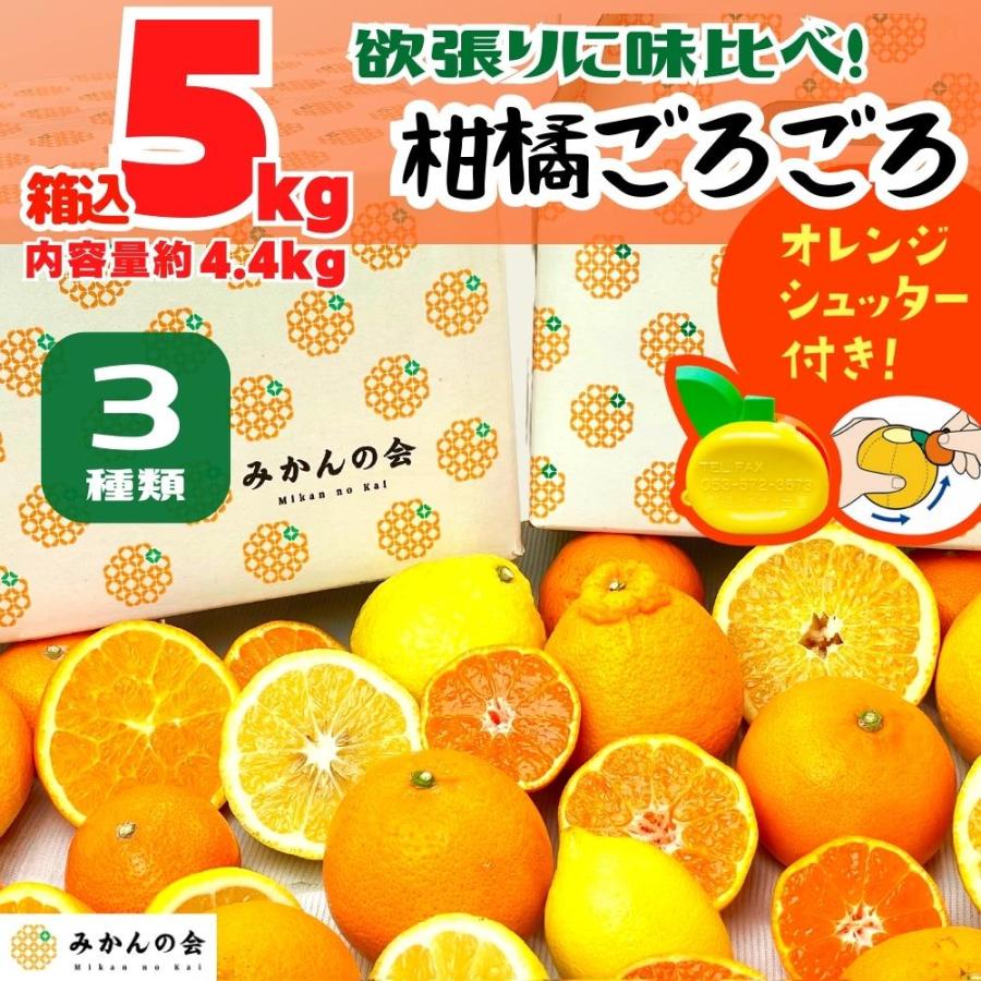 柑橘ごろごろ 3種 箱込 5kg(内容量 4.4kg) 秀品 優品 混合 和歌山県産 産地直送 