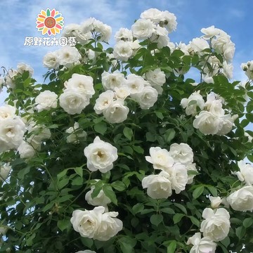 青禾園藝-藤冰山爬藤玫瑰種子（MG-43）Rose白係大花薔薇月季花種子庭院陽台灑下就能活懶人觀賞花卉花海種子#自留種