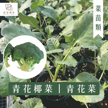 【拈花微笑】青花椰菜｜青花菜｜2.5吋｜菜苗｜料理｜食用蔬菜｜調味料｜烹飪｜有機｜蔬果