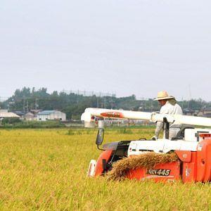 新米 令和5年度産 鳥取県産 きぬむすめ 5kg 白米・玄米　日置さん家のお米シリーズ 送料無料