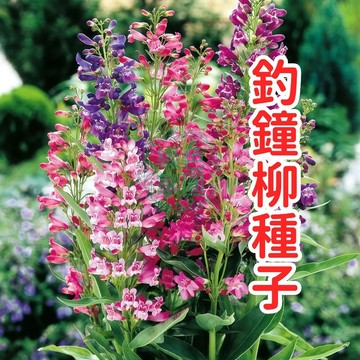 釣鐘柳種子 風鈴花種子 臺灣花卉 陽臺盆栽 庭院景觀 多年生開花植物 易種好養 四季播種 蜜源植物 粉色紫色花卉