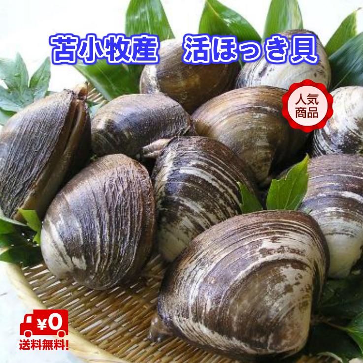 苫小牧産　活ほっき貝　大　約4.0ｋｇ（10〜13個）