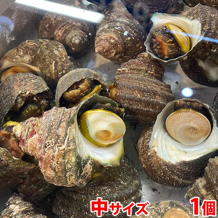 愛媛県産他 （活） サザエ　中サイズ　約1kg （7〜10個）