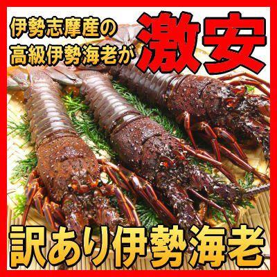 味は保証純国産の伊勢志摩産訳あり伊勢海老　500g（伊勢えびが2〜3尾入りで総量500gとなります）（活〆冷凍）