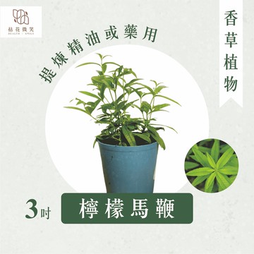 【拈花微笑】檸檬馬鞭草｜3吋｜香草植物｜食用植物｜調味料｜泡茶飲用｜沙拉｜甜點｜藥用｜精油｜觀賞