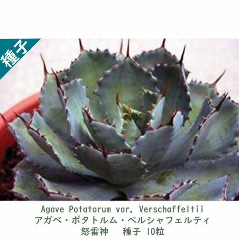 多肉植物 種子 種 アガベ パリー ポタトルム ベルシャフェルティ Agave Potatorum Var Verschaffeltii 怒雷神 種子10粒 通販 Lineポイント最大0 5 Get Lineショッピング