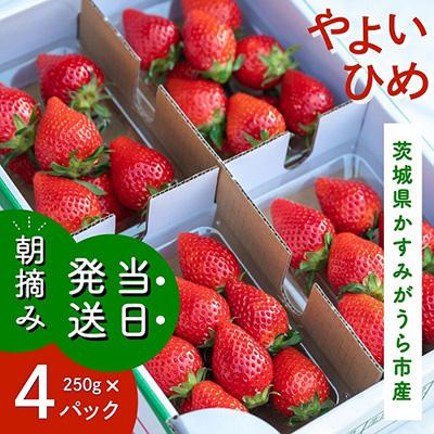 ふるさと納税 かすみがうら市 やよいひめ　朝摘み・当日発送　250g×4パック