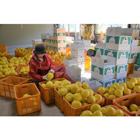 ふるさと納税 森下さん家の土佐文旦(約10kg 16〜23玉) 　フルーツ 果物 新鮮 産直 高知県越知町