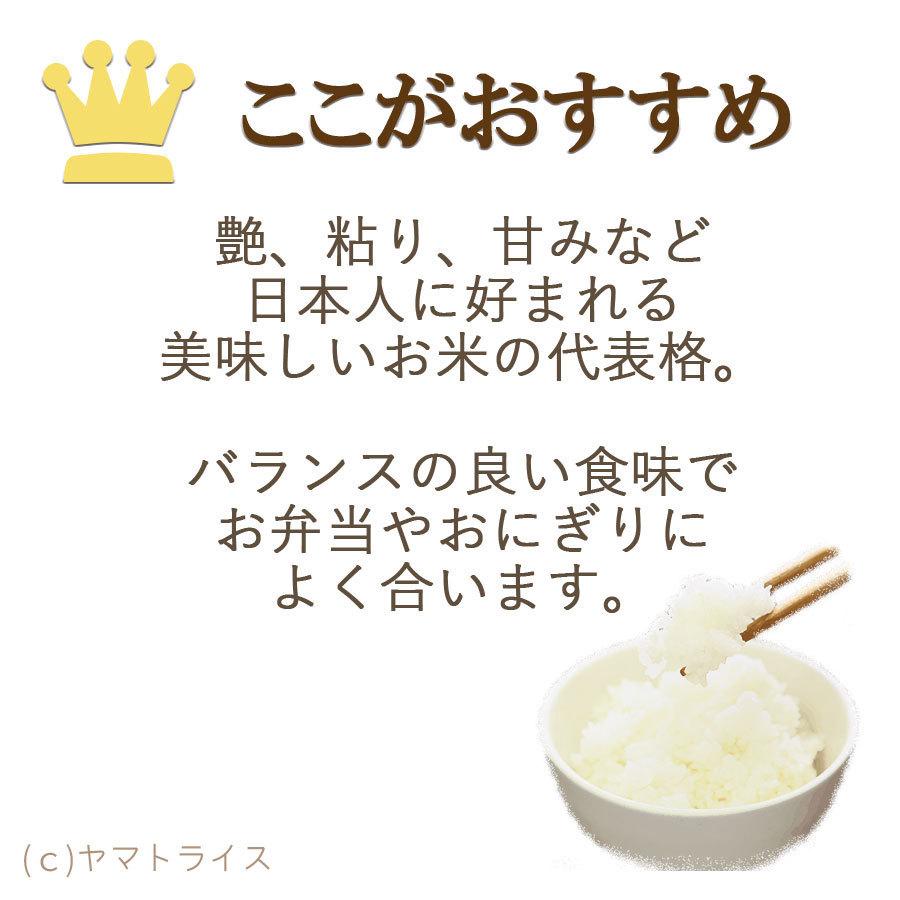 米 お米 20kg コシヒカリ 愛知県産 5kg×4 白米 令和5年産