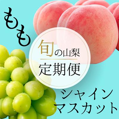 ふるさと納税 山梨市 山梨の人気フルーツ!桃とシャインマスカットの定期便 全2回