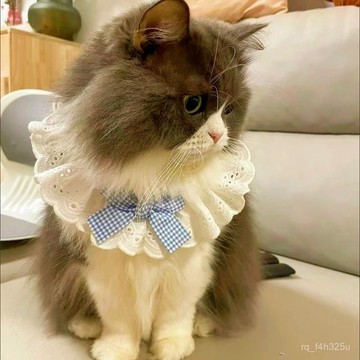 【限時特賣】寵物項圈  防丟牌  招財項圈可愛貓咪蕾絲圍脖項圈飾品狗狗口水圍巾蝴蝶結寵物裝飾圍嘴時尚