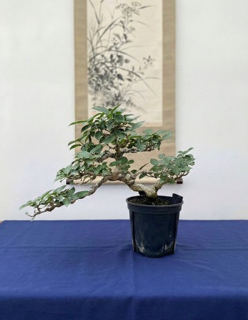 小品盆栽・壽娘子