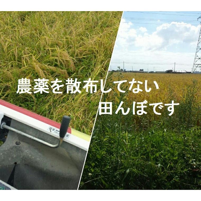 お米 白米 5kg コシヒカリ 令和5年産 2023年産 石川県産 特別栽培 栽培期間中農薬不使用