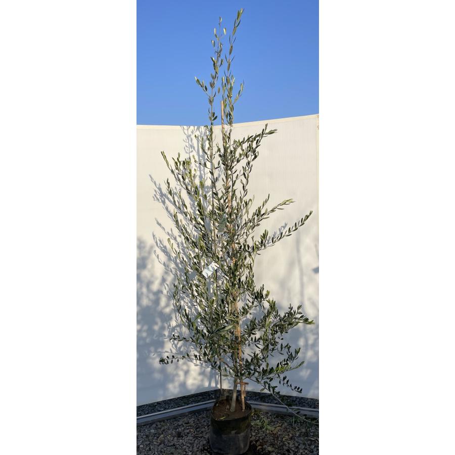 □□自然樹形 人気品種♪ オリーブ **ルッカ** 樹高1.3ｍ - 植木、庭木