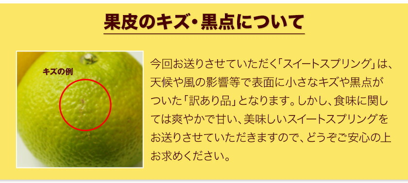 スイートスプリング 1.5kg 訳あり 熊本県産 送料無料 旬 の みかん   (3L〜Sサイズ 3L-S混合)  12月上旬〜12月下旬頃より発送予定