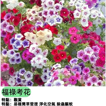 福祿考種子 又名芝櫻/叢生福祿考 多年生開花地被 陽台盆栽花海 耐寒耐旱 四季易種 鋪地花卉 庭院造景 蜜源植物
