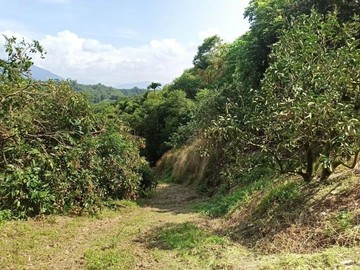 南投縣北中寮鄉林巷旁3.9分景觀農地｜南投縣中寮鄉龍眼林段