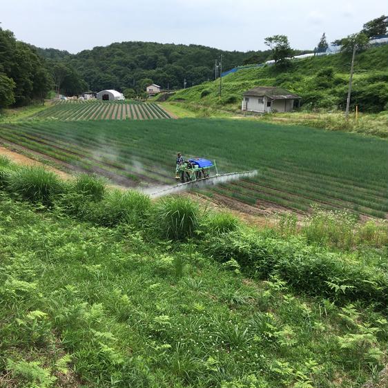 販売期間2024 01 31まで ＜訳あり＞ 野菜 ねぎ 「白ネギ」1kg細めとろ〜り柔らか 産地直送