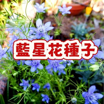 藍星花種子】天天開花 夢幻藍色花海 多年生 好養易活 耐熱強 陽台庭院爬藤植物 農家自留種#超優惠