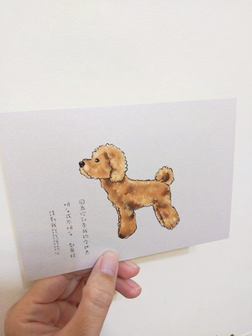 手繪風明信片貴賓狗プードル Poodle