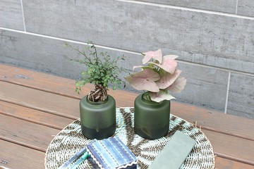 水培植栽 l 裸根榆樹_室內植物 辦公室盆栽 店內擺件 送禮