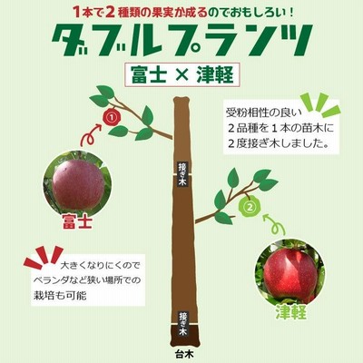 林檎二つ 椎名林檎 / 私と放電 2008.07.02 アルバム未収録曲,カップリング
