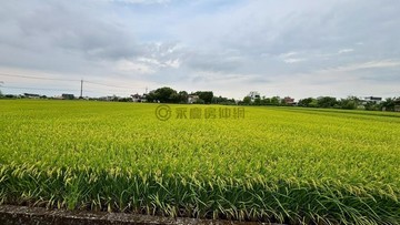 柯林社區國小旁足坪大面寬好築巢美農地｜宜蘭縣冬山鄉柯林三段