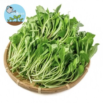 台灣適種馬蘭頭種子 春季野菜 藥用植物 陽台可種 現採現吃 特殊香氣 家庭菜園 種植簡單 從種子到餐桌