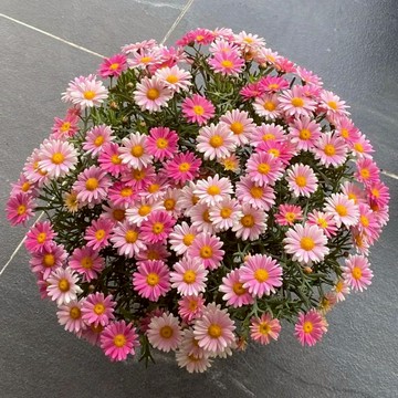 🌸（快速出貨）瑪格麗特小雛菊種子大全 洋甘菊種籽｜陽台窗台變身歐風花園｜四季可開 新手超好養｜療癒系盆栽易爆盆 開花超美