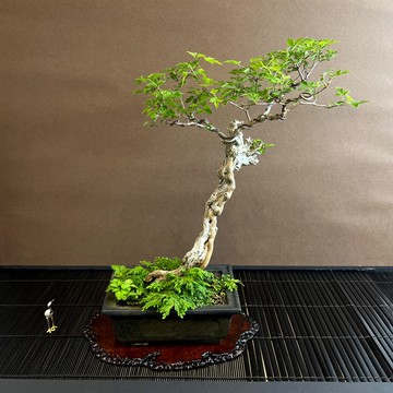 蒲姜 文人舍利幹∣中品神木古樹盆景