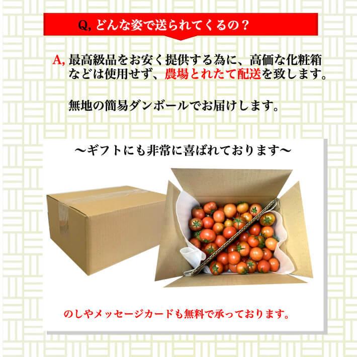 ＼12月中旬発送予約／ トマト フルーツトマト 高知県産 高濃度 ミニトマト 約2kg 高級 訳あり ギフト